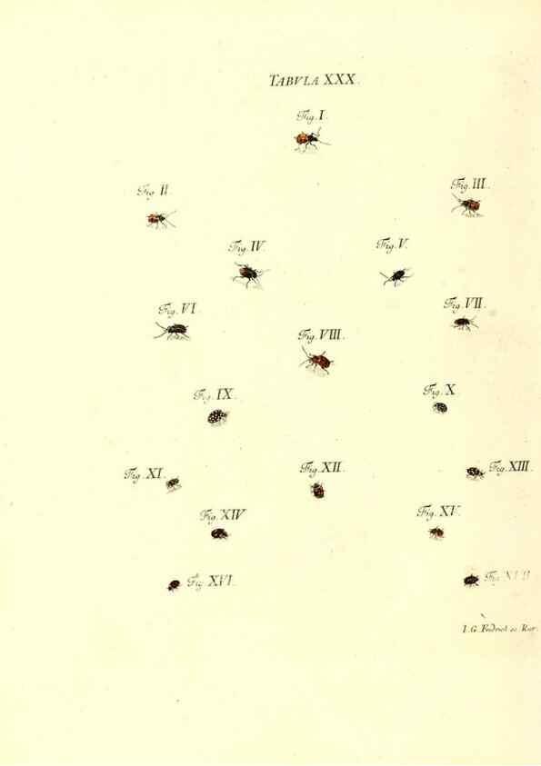 Reproducción/Reproduction 49810594607: Iacobi Christiani Schaefferi s.s. theologiae et philosophiae doctoris ... Icones insectorum circa Ratisbonam indigenorum :. Ratisbonae :Typis Breitfeldianis,MDCCLXXIX [1766-1779]. 