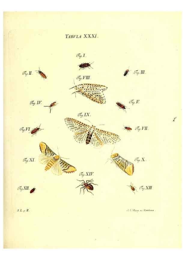 Reproducción/Reproduction 49810594852: Iacobi Christiani Schaefferi s.s. theologiae et philosophiae doctoris ... Icones insectorum circa Ratisbonam indigenorum :. Ratisbonae :Typis Breitfeldianis,MDCCLXXIX [1766-1779]. 