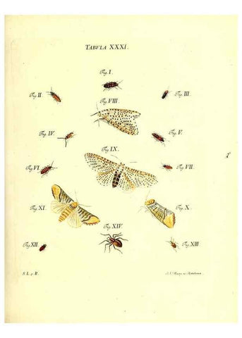 Reproducción/Reproduction 49810594852: Iacobi Christiani Schaefferi s.s. theologiae et philosophiae doctoris ... Icones insectorum circa Ratisbonam indigenorum :. Ratisbonae :Typis Breitfeldianis,MDCCLXXIX [1766-1779]. 
