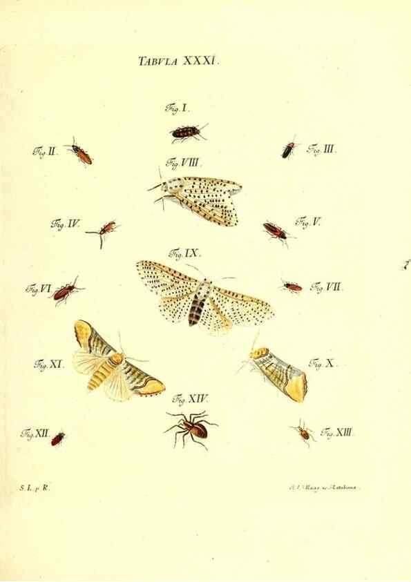 Reproducción/Reproduction 49810594852: Iacobi Christiani Schaefferi s.s. theologiae et philosophiae doctoris ... Icones insectorum circa Ratisbonam indigenorum :. Ratisbonae :Typis Breitfeldianis,MDCCLXXIX [1766-1779]. 