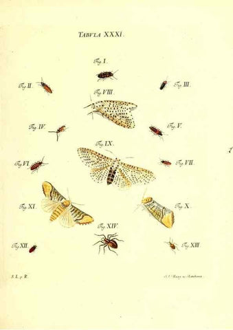 Reproducción/Reproduction 49810594852: Iacobi Christiani Schaefferi s.s. theologiae et philosophiae doctoris ... Icones insectorum circa Ratisbonam indigenorum :. Ratisbonae :Typis Breitfeldianis,MDCCLXXIX [1766-1779]. 