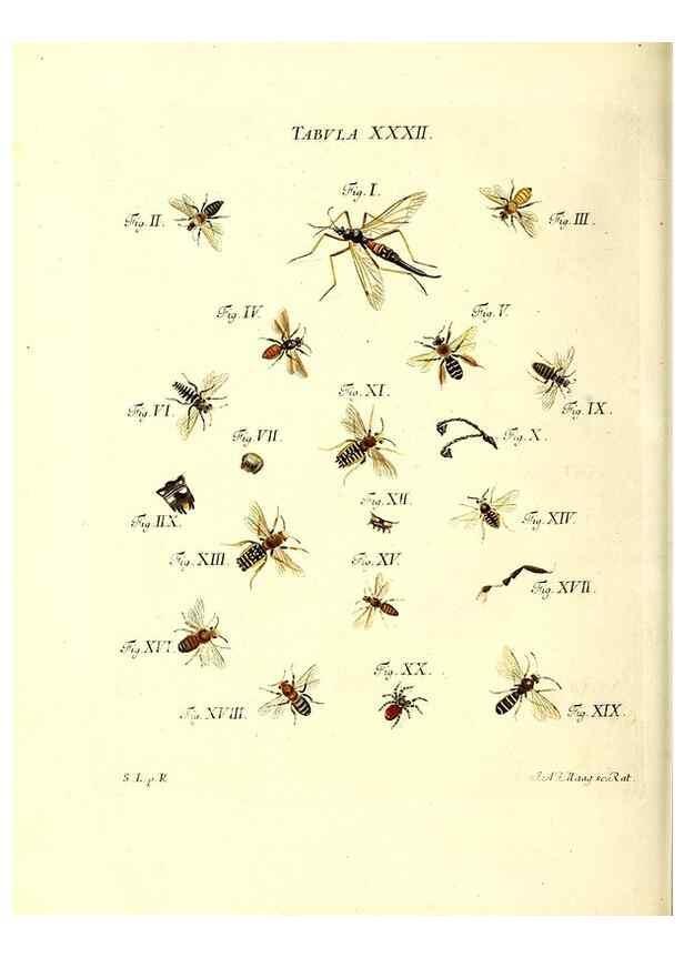 Reproducción/Reproduction 49810595067: Iacobi Christiani Schaefferi s.s. theologiae et philosophiae doctoris ... Icones insectorum circa Ratisbonam indigenorum :. Ratisbonae :Typis Breitfeldianis,MDCCLXXIX [1766-1779]. 