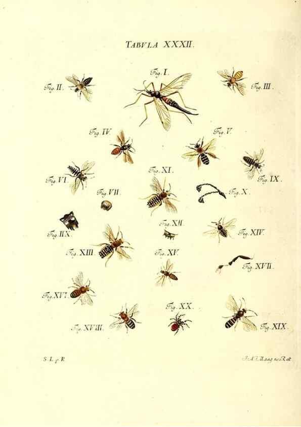 Reproducción/Reproduction 49810595067: Iacobi Christiani Schaefferi s.s. theologiae et philosophiae doctoris ... Icones insectorum circa Ratisbonam indigenorum :. Ratisbonae :Typis Breitfeldianis,MDCCLXXIX [1766-1779]. 
