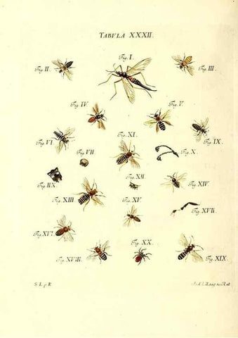 Reproducción/Reproduction 49810595067: Iacobi Christiani Schaefferi s.s. theologiae et philosophiae doctoris ... Icones insectorum circa Ratisbonam indigenorum :. Ratisbonae :Typis Breitfeldianis,MDCCLXXIX [1766-1779]. 