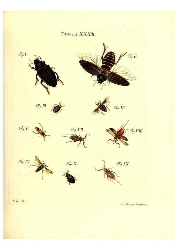 Reproducción/Reproduction 49810595327: Iacobi Christiani Schaefferi s.s. theologiae et philosophiae doctoris ... Icones insectorum circa Ratisbonam indigenorum :. Ratisbonae :Typis Breitfeldianis,MDCCLXXIX [1766-1779]. 