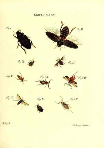 Reproducción/Reproduction 49810595327: Iacobi Christiani Schaefferi s.s. theologiae et philosophiae doctoris ... Icones insectorum circa Ratisbonam indigenorum :. Ratisbonae :Typis Breitfeldianis,MDCCLXXIX [1766-1779]. 