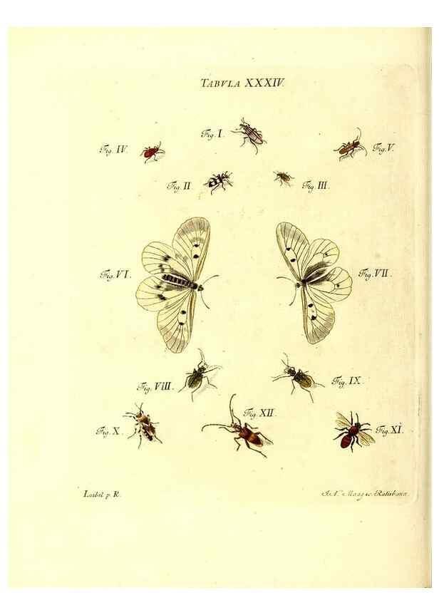 Reproducción/Reproduction 49809741173: Iacobi Christiani Schaefferi s.s. theologiae et philosophiae doctoris ... Icones insectorum circa Ratisbonam indigenorum :. Ratisbonae :Typis Breitfeldianis,MDCCLXXIX [1766-1779]. 