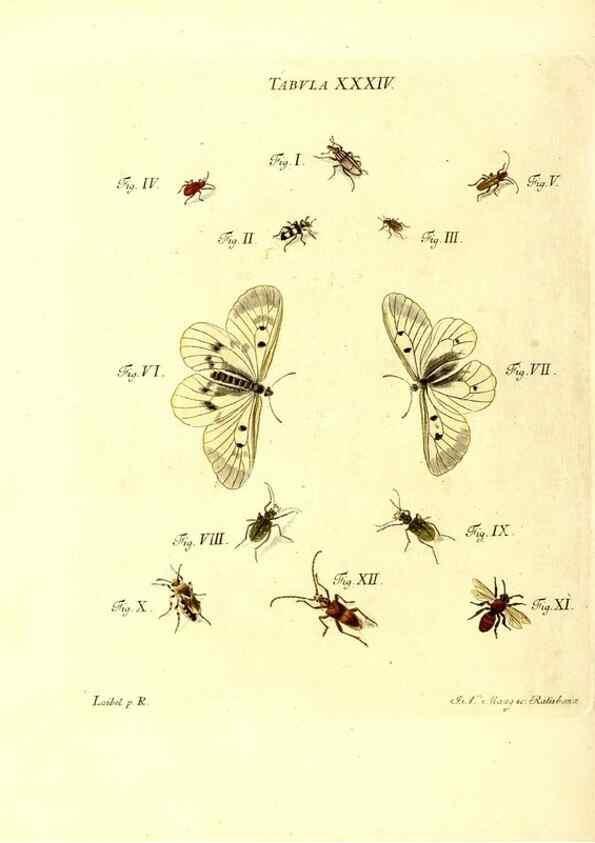 Reproducción/Reproduction 49809741173: Iacobi Christiani Schaefferi s.s. theologiae et philosophiae doctoris ... Icones insectorum circa Ratisbonam indigenorum :. Ratisbonae :Typis Breitfeldianis,MDCCLXXIX [1766-1779]. 