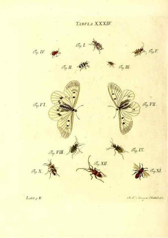 Reproducción/Reproduction 49809741173: Iacobi Christiani Schaefferi s.s. theologiae et philosophiae doctoris ... Icones insectorum circa Ratisbonam indigenorum :. Ratisbonae :Typis Breitfeldianis,MDCCLXXIX [1766-1779]. 