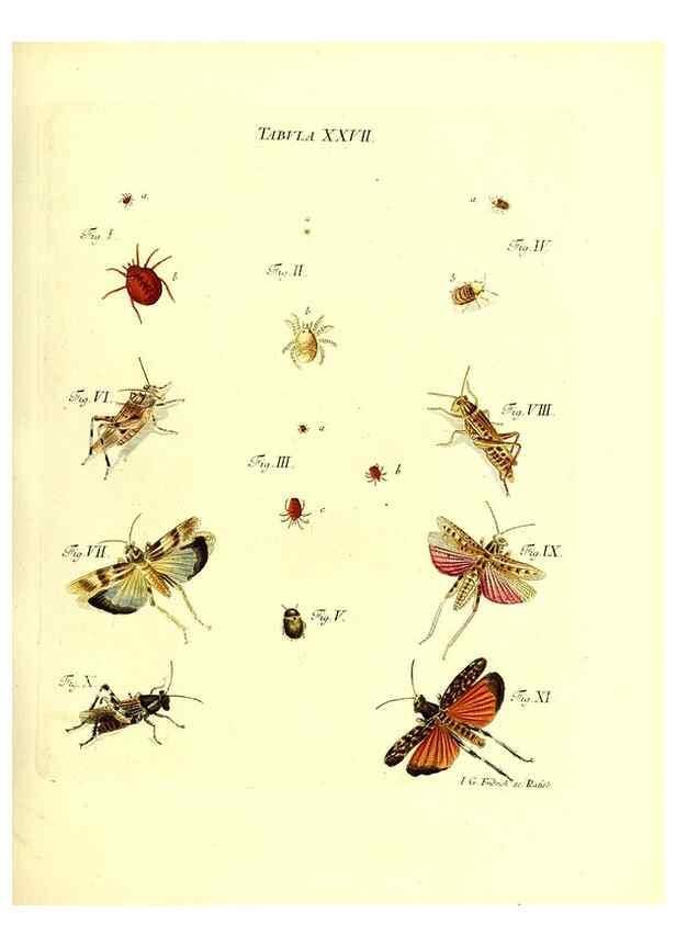Reproducción/Reproduction 49810593942: Iacobi Christiani Schaefferi s.s. theologiae et philosophiae doctoris ... Icones insectorum circa Ratisbonam indigenorum :. Ratisbonae :Typis Breitfeldianis,MDCCLXXIX [1766-1779]. 