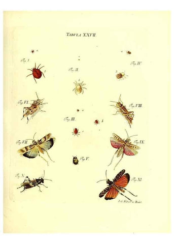 Reproducción/Reproduction 49810593942: Iacobi Christiani Schaefferi s.s. theologiae et philosophiae doctoris ... Icones insectorum circa Ratisbonam indigenorum :. Ratisbonae :Typis Breitfeldianis,MDCCLXXIX [1766-1779]. 