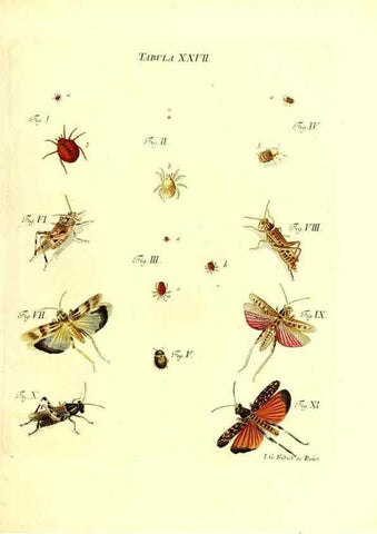 Reproducción/Reproduction 49810593942: Iacobi Christiani Schaefferi s.s. theologiae et philosophiae doctoris ... Icones insectorum circa Ratisbonam indigenorum :. Ratisbonae :Typis Breitfeldianis,MDCCLXXIX [1766-1779]. 