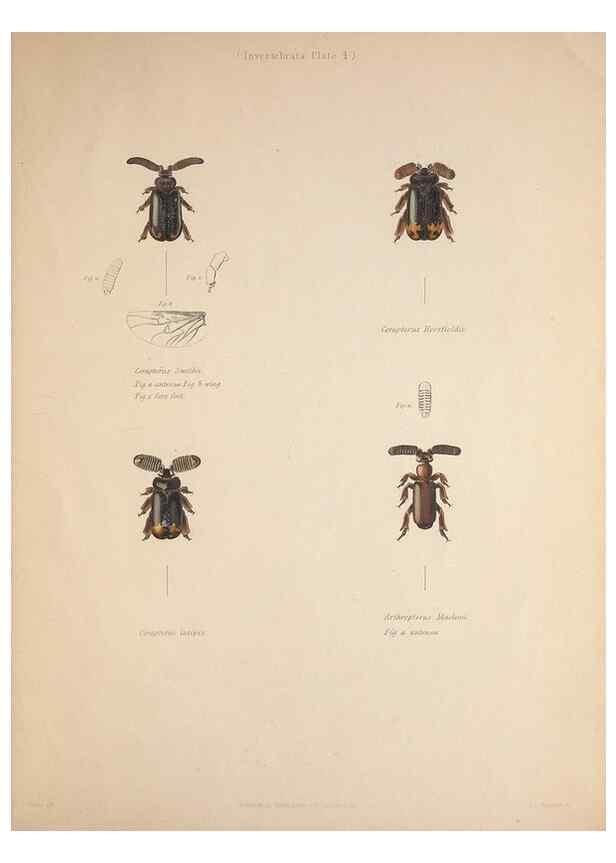 Reproducción/Reproduction 49807048511: Illustrations of the zoology of South Africa. London :Smith, Elder and Co.,1838-1849.. 