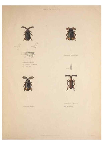 Reproducción/Reproduction 49807048511: Illustrations of the zoology of South Africa. London :Smith, Elder and Co.,1838-1849.. 