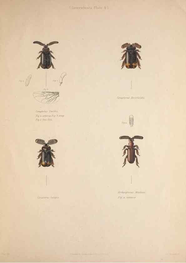 Reproducción/Reproduction 49807048511: Illustrations of the zoology of South Africa. London :Smith, Elder and Co.,1838-1849.. 
