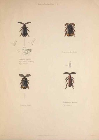 Reproducción/Reproduction 49807048511: Illustrations of the zoology of South Africa. London :Smith, Elder and Co.,1838-1849.. 