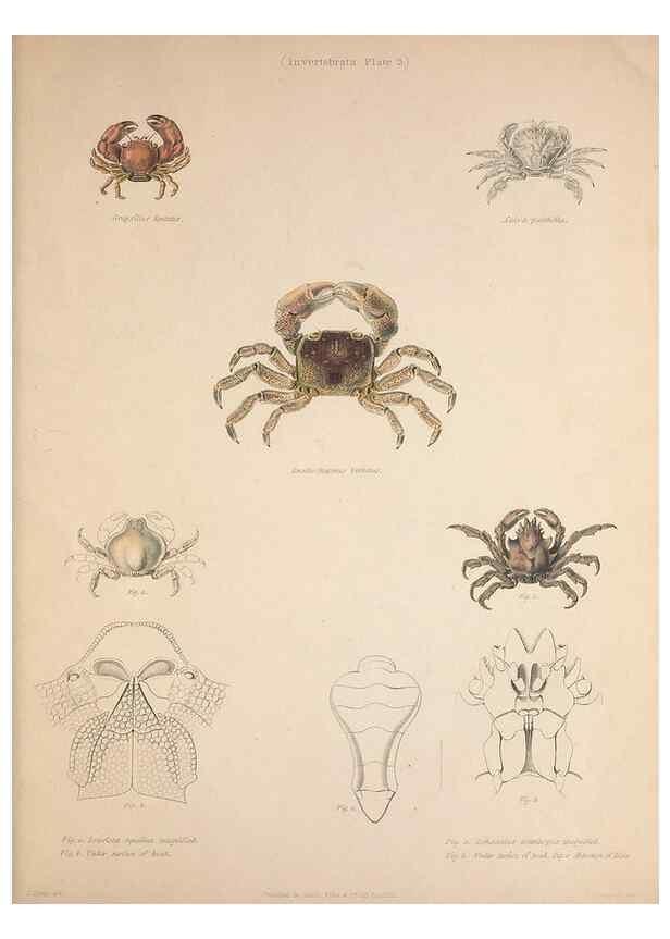 Reproducción/Reproduction 49807358397: Illustrations of the zoology of South Africa. London :Smith, Elder and Co.,1838-1849.. 