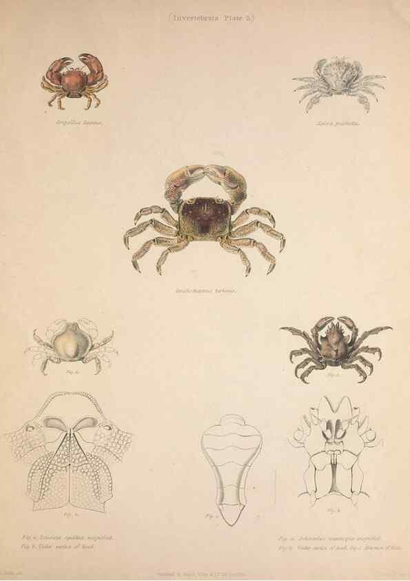 Reproducción/Reproduction 49807358397: Illustrations of the zoology of South Africa. London :Smith, Elder and Co.,1838-1849.. 