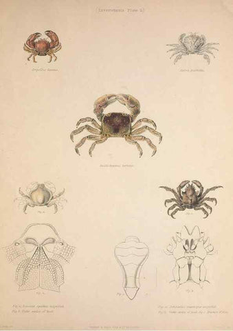 Reproducción/Reproduction 49807358397: Illustrations of the zoology of South Africa. London :Smith, Elder and Co.,1838-1849.. 