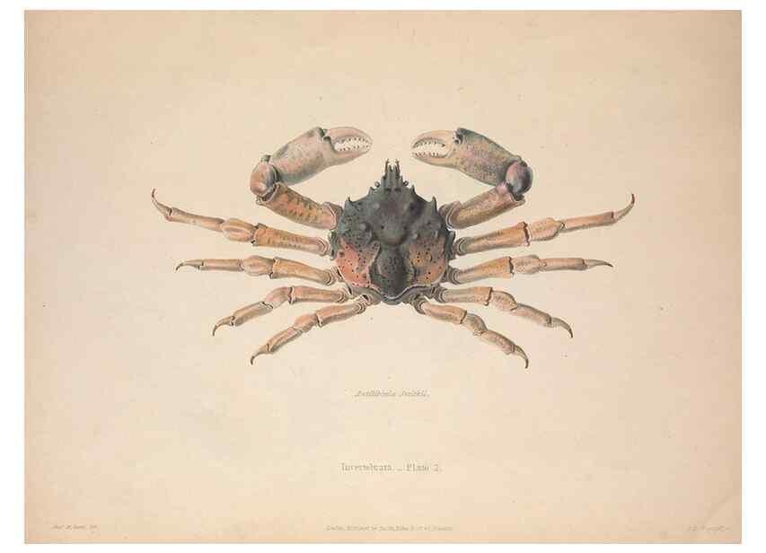 Reproducción/Reproduction 49806492618: Illustrations of the zoology of South Africa. London :Smith, Elder and Co.,1838-1849.. 