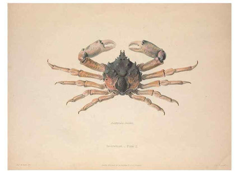 Reproducción/Reproduction 49806492618: Illustrations of the zoology of South Africa. London :Smith, Elder and Co.,1838-1849.. 