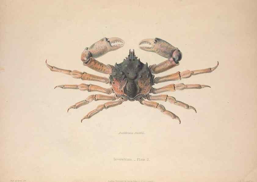 Reproducción/Reproduction 49806492618: Illustrations of the zoology of South Africa. London :Smith, Elder and Co.,1838-1849.. 