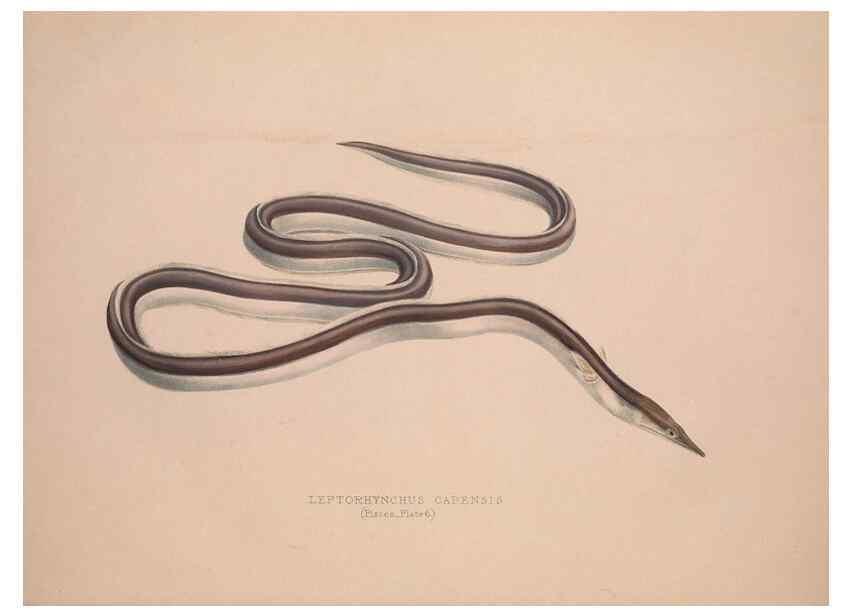 Reproducción/Reproduction 49807010386: Illustrations of the zoology of South Africa. London :Smith, Elder and Co.,1838-1849.. 