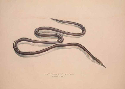 Reproducción/Reproduction 49807010386: Illustrations of the zoology of South Africa. London :Smith, Elder and Co.,1838-1849.. 