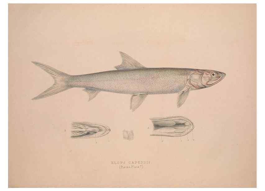 Reproducción/Reproduction 49807320467: Illustrations of the zoology of South Africa. London :Smith, Elder and Co.,1838-1849.. 