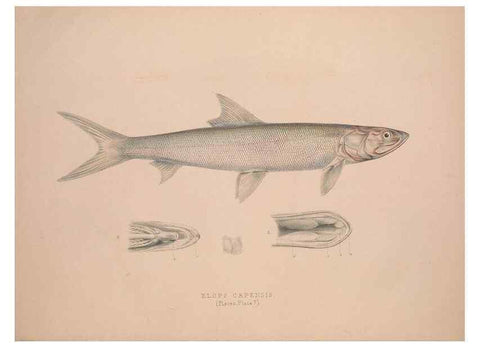 Reproducción/Reproduction 49807320467: Illustrations of the zoology of South Africa. London :Smith, Elder and Co.,1838-1849.. 
