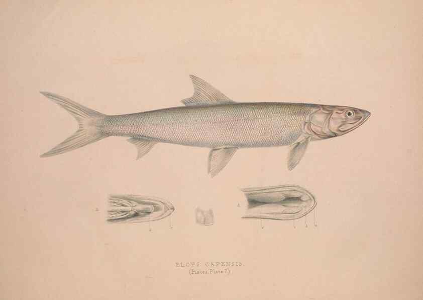 Reproducción/Reproduction 49807320467: Illustrations of the zoology of South Africa. London :Smith, Elder and Co.,1838-1849.. 