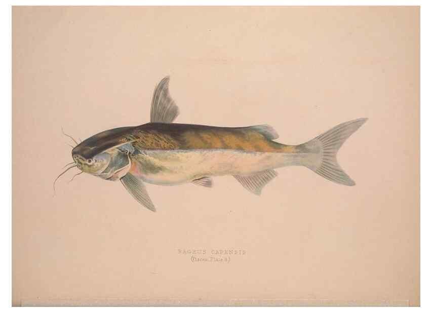 Reproducción/Reproduction 49807320737: Illustrations of the zoology of South Africa. London :Smith, Elder and Co.,1838-1849.. 