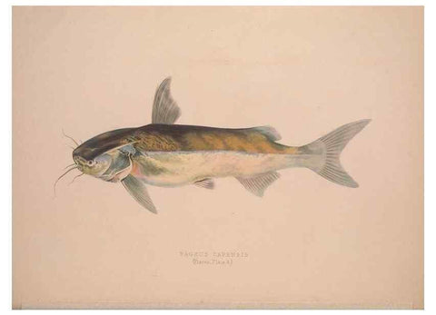 Reproducción/Reproduction 49807320737: Illustrations of the zoology of South Africa. London :Smith, Elder and Co.,1838-1849.. 