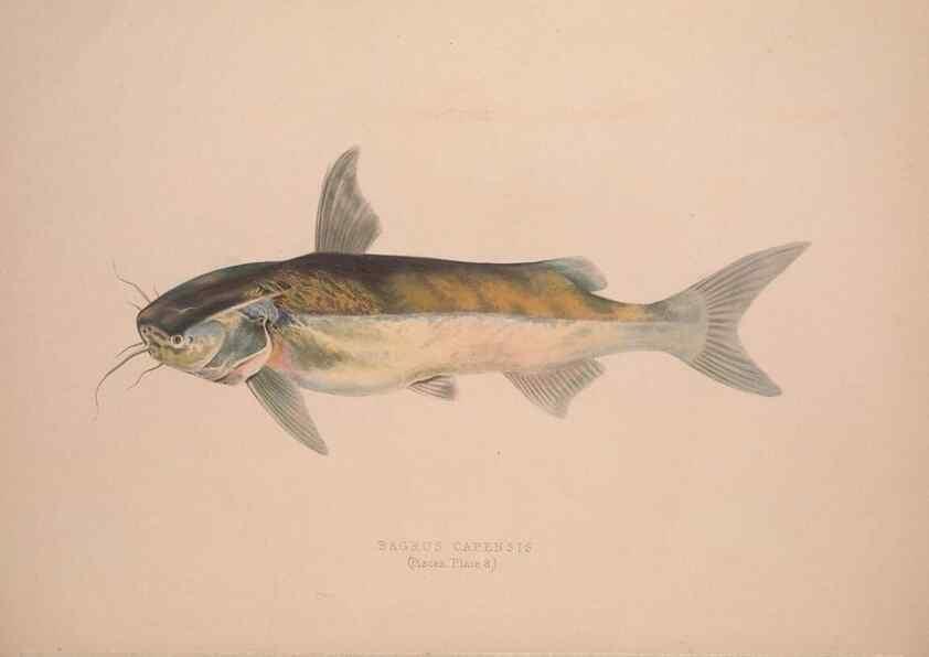 Reproducción/Reproduction 49807320737: Illustrations of the zoology of South Africa. London :Smith, Elder and Co.,1838-1849.. 
