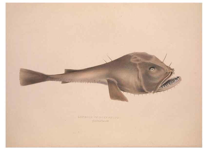 Reproducción/Reproduction 49807321047: Illustrations of the zoology of South Africa. London :Smith, Elder and Co.,1838-1849.. 