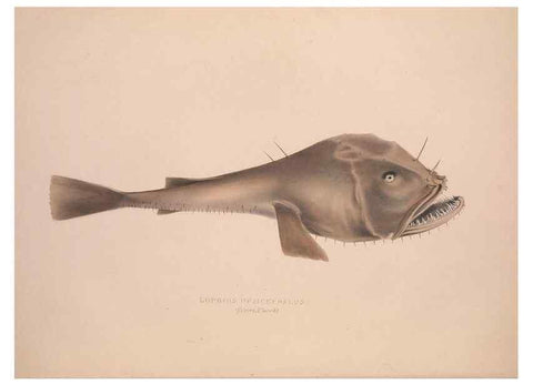 Reproducción/Reproduction 49807321047: Illustrations of the zoology of South Africa. London :Smith, Elder and Co.,1838-1849.. 