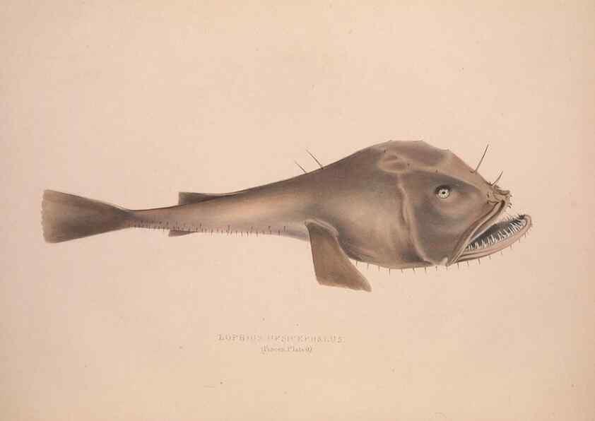 Reproducción/Reproduction 49807321047: Illustrations of the zoology of South Africa. London :Smith, Elder and Co.,1838-1849.. 