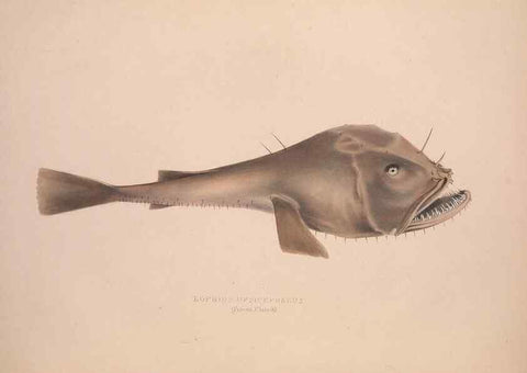 Reproducción/Reproduction 49807321047: Illustrations of the zoology of South Africa. London :Smith, Elder and Co.,1838-1849.. 