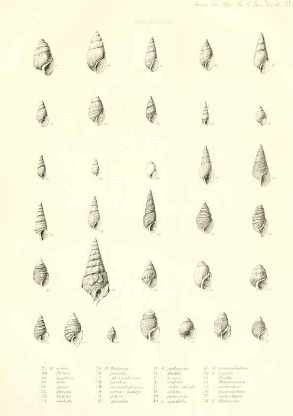 Reproducción/Reproduction 49807321167: Transactions of the American Philosophical Society.. Philadelphia [etc.]. 