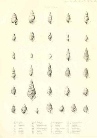 Reproducción/Reproduction 49807321167: Transactions of the American Philosophical Society.. Philadelphia [etc.]. 