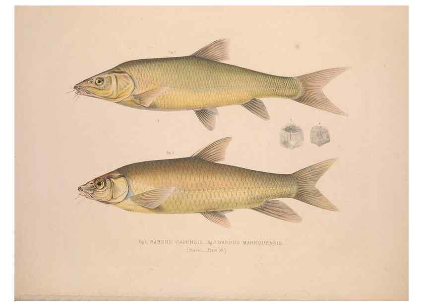 Reproducción/Reproduction 49807321362: Illustrations of the zoology of South Africa. London :Smith, Elder and Co.,1838-1849.. 