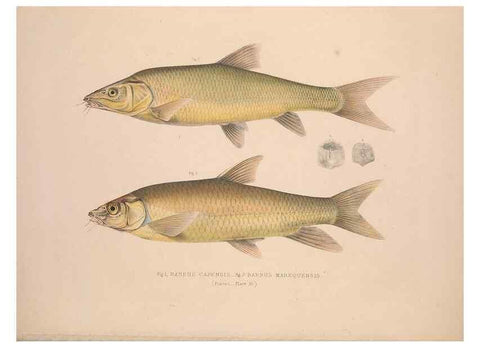 Reproducción/Reproduction 49807321362: Illustrations of the zoology of South Africa. London :Smith, Elder and Co.,1838-1849.. 