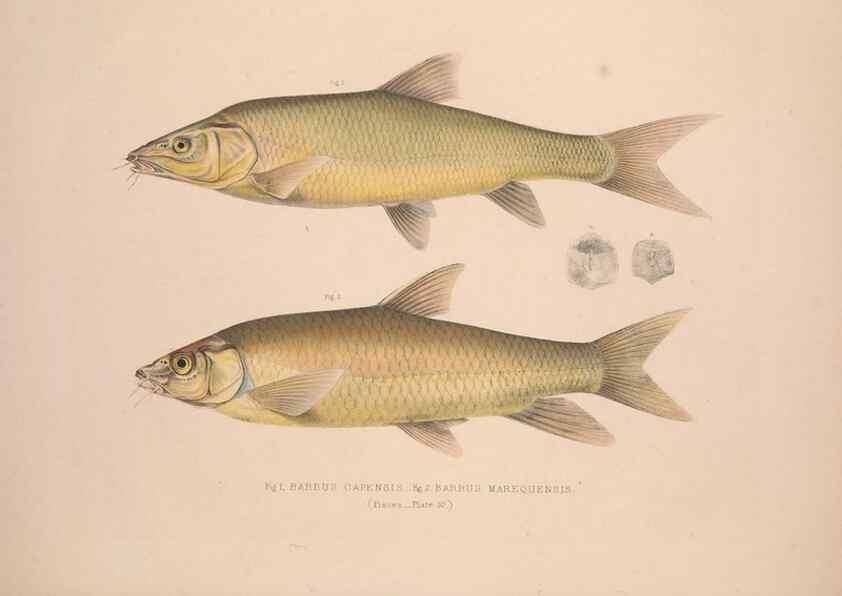 Reproducción/Reproduction 49807321362: Illustrations of the zoology of South Africa. London :Smith, Elder and Co.,1838-1849.. 