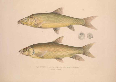 Reproducción/Reproduction 49807321362: Illustrations of the zoology of South Africa. London :Smith, Elder and Co.,1838-1849.. 