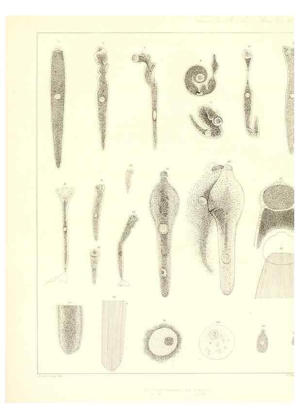 Reproducción/Reproduction 49806456128: Transactions of the American Philosophical Society.. Philadelphia [etc.]. 