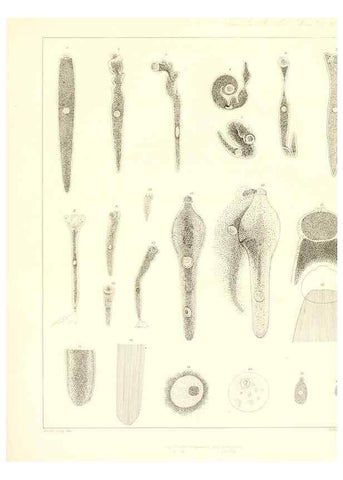 Reproducción/Reproduction 49806456128: Transactions of the American Philosophical Society.. Philadelphia [etc.]. 
