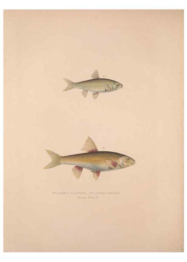 Reproducción/Reproduction 49806456298: Illustrations of the zoology of South Africa. London :Smith, Elder and Co.,1838-1849.. 