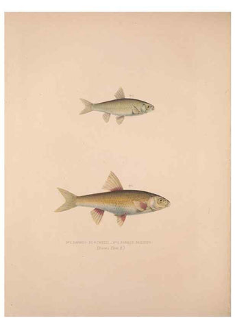 Reproducción/Reproduction 49806456298: Illustrations of the zoology of South Africa. London :Smith, Elder and Co.,1838-1849.. 