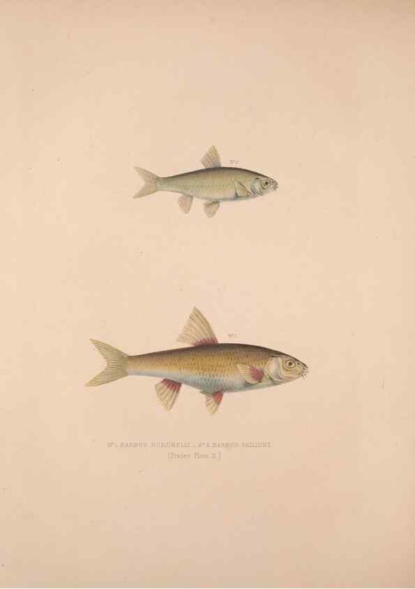 Reproducción/Reproduction 49806456298: Illustrations of the zoology of South Africa. London :Smith, Elder and Co.,1838-1849.. 