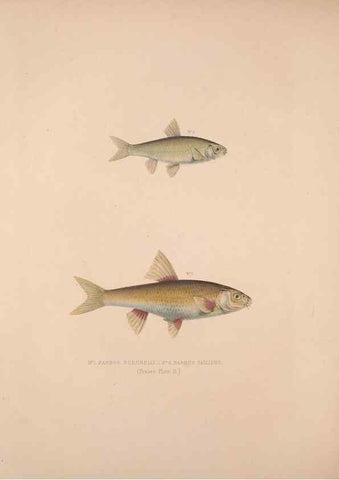 Reproducción/Reproduction 49806456298: Illustrations of the zoology of South Africa. London :Smith, Elder and Co.,1838-1849.. 